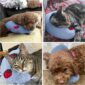 Cozy and Durable Dog Calming Pillow for cats